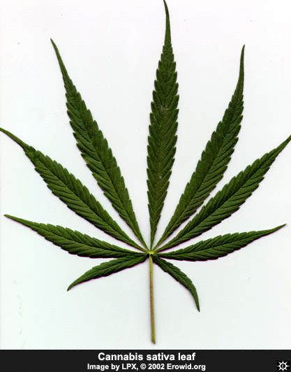 File:Cannabis leaf sativa1.jpg
