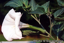 Datura flower.jpg