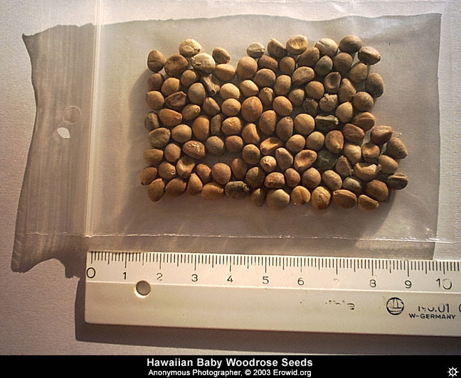 File:HBWR seeds.jpg