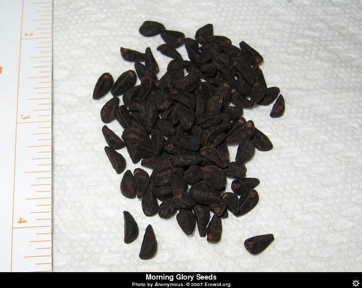 File:Morning glory seeds.jpg