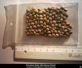 Hawaiian Baby Woodrose seeds, containing Ergine.